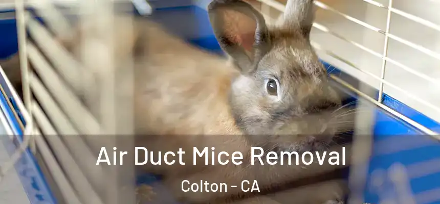 Air Duct Mice Removal Colton - CA